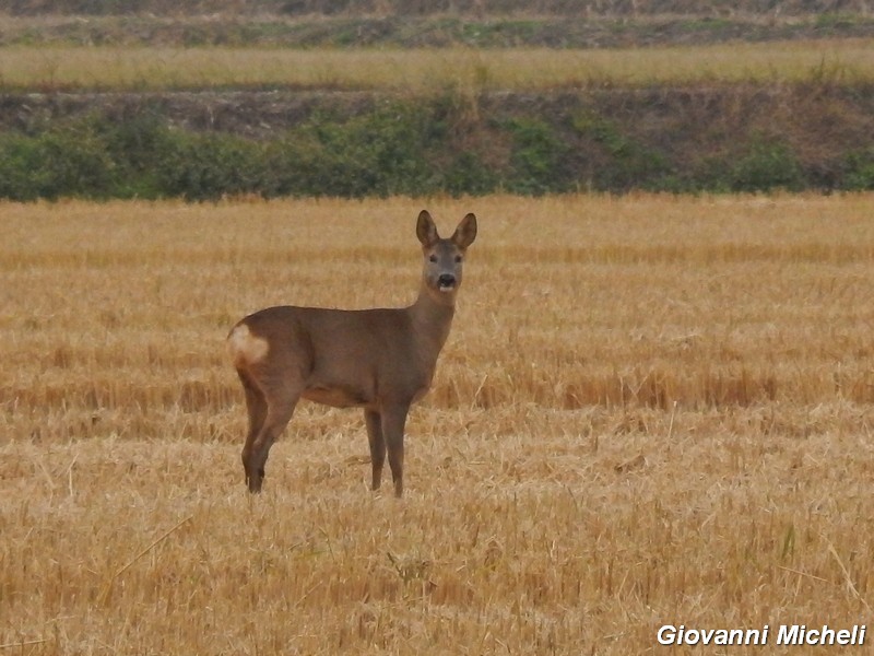 Caprioli nel Parco del Ticino